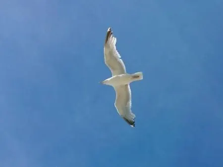 Abc Langestraat Appartement *